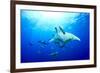 Devilrays (Mobula Tarapacana) Large Group at the Surface-Franco Banfi-Framed Photographic Print