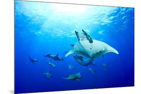 Devilrays (Mobula Tarapacana) Large Group at the Surface-Franco Banfi-Mounted Photographic Print