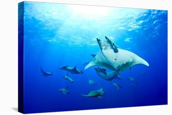 Devilrays (Mobula Tarapacana) Large Group at the Surface-Franco Banfi-Stretched Canvas