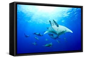 Devilrays (Mobula Tarapacana) Large Group at the Surface-Franco Banfi-Framed Stretched Canvas