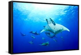 Devilrays (Mobula Tarapacana) Large Group at the Surface-Franco Banfi-Framed Stretched Canvas