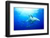 Devilrays (Mobula Tarapacana) Large Group at the Surface-Franco Banfi-Framed Premium Photographic Print