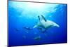 Devilrays (Mobula Tarapacana) Large Group at the Surface-Franco Banfi-Mounted Premium Photographic Print