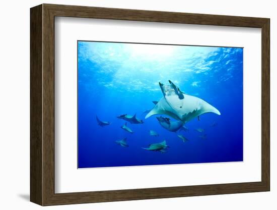 Devilrays (Mobula Tarapacana) Large Group at the Surface-Franco Banfi-Framed Photographic Print