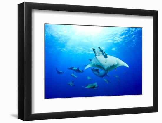 Devilrays (Mobula Tarapacana) Large Group at the Surface-Franco Banfi-Framed Photographic Print