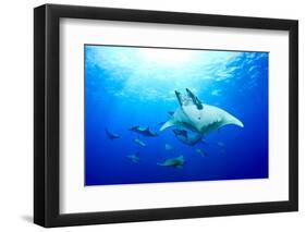 Devilrays (Mobula Tarapacana) Large Group at the Surface-Franco Banfi-Framed Photographic Print