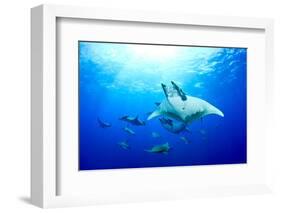 Devilrays (Mobula Tarapacana) Large Group at the Surface-Franco Banfi-Framed Photographic Print