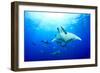 Devilrays (Mobula Tarapacana) Large Group at the Surface-Franco Banfi-Framed Photographic Print