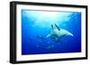 Devilrays (Mobula Tarapacana) Large Group at the Surface-Franco Banfi-Framed Photographic Print