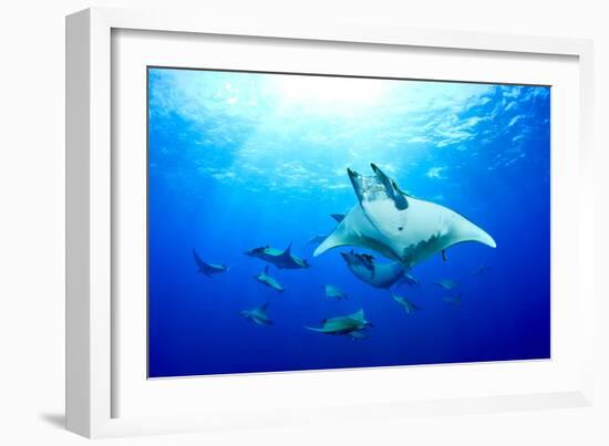 Devilrays (Mobula Tarapacana) Large Group at the Surface-Franco Banfi-Framed Photographic Print