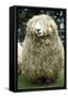 Devon and Cornwall Longwool Sheep-null-Framed Stretched Canvas