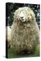 Devon and Cornwall Longwool Sheep-null-Stretched Canvas