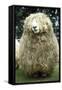 Devon and Cornwall Longwool Sheep-null-Framed Stretched Canvas