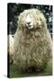 Devon and Cornwall Longwool Sheep-null-Stretched Canvas