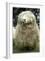 Devon and Cornwall Longwool Sheep-null-Framed Photographic Print