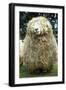 Devon and Cornwall Longwool Sheep-null-Framed Photographic Print