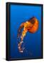 Essential Black