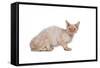 Devon Rex Cat-Fabio Petroni-Framed Stretched Canvas