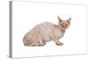 Devon Rex Cat-Fabio Petroni-Stretched Canvas