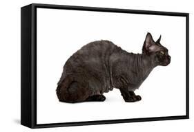 Devon Rex Cat-Fabio Petroni-Framed Stretched Canvas