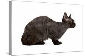 Devon Rex Cat-Fabio Petroni-Stretched Canvas