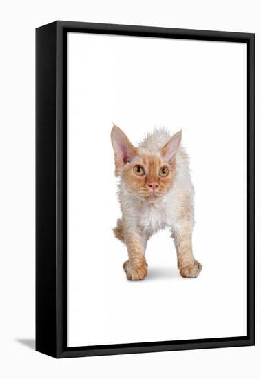 Devon Rex Cat-Fabio Petroni-Framed Stretched Canvas