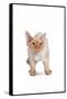 Devon Rex Cat-Fabio Petroni-Framed Stretched Canvas