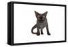 Devon Rex Cat-Fabio Petroni-Framed Stretched Canvas