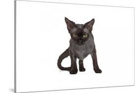 Devon Rex Cat-Fabio Petroni-Stretched Canvas