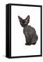 Devon Rex Cat-Fabio Petroni-Framed Stretched Canvas