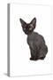 Devon Rex Cat-Fabio Petroni-Stretched Canvas