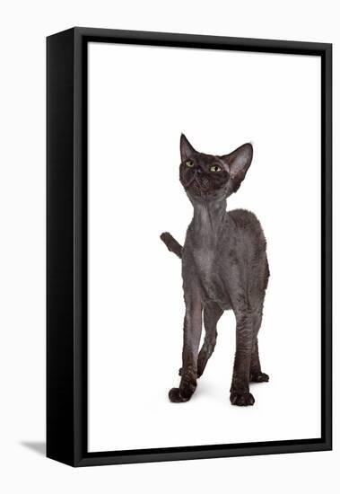 Devon Rex Cat-Fabio Petroni-Framed Stretched Canvas