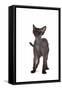 Devon Rex Cat-Fabio Petroni-Framed Stretched Canvas