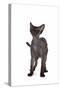 Devon Rex Cat-Fabio Petroni-Stretched Canvas