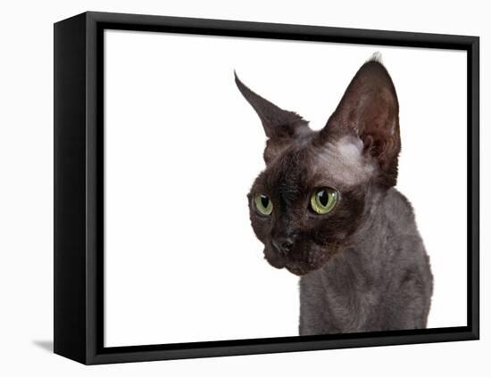 Devon Rex Cat-Fabio Petroni-Framed Stretched Canvas