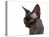 Devon Rex Cat-Fabio Petroni-Stretched Canvas