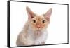 Devon Rex Cat-Fabio Petroni-Framed Stretched Canvas