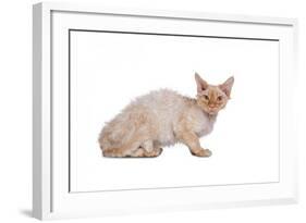 Devon Rex Cat-Fabio Petroni-Framed Photographic Print