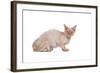 Devon Rex Cat-Fabio Petroni-Framed Photographic Print