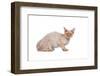 Devon Rex Cat-Fabio Petroni-Framed Photographic Print