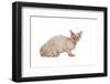 Devon Rex Cat-Fabio Petroni-Framed Photographic Print