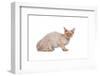 Devon Rex Cat-Fabio Petroni-Framed Photographic Print