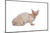 Devon Rex Cat-Fabio Petroni-Mounted Photographic Print