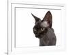 Devon Rex Cat-Fabio Petroni-Framed Photographic Print