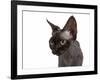 Devon Rex Cat-Fabio Petroni-Framed Photographic Print