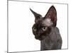 Devon Rex Cat-Fabio Petroni-Mounted Photographic Print