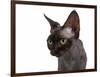 Devon Rex Cat-Fabio Petroni-Framed Photographic Print