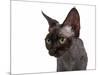 Devon Rex Cat-Fabio Petroni-Mounted Photographic Print