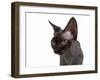 Devon Rex Cat-Fabio Petroni-Framed Photographic Print