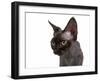 Devon Rex Cat-Fabio Petroni-Framed Photographic Print